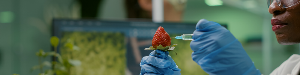 closeup-chemist-scientist-injecting-nature-strawberry-with-chemical-pesticides